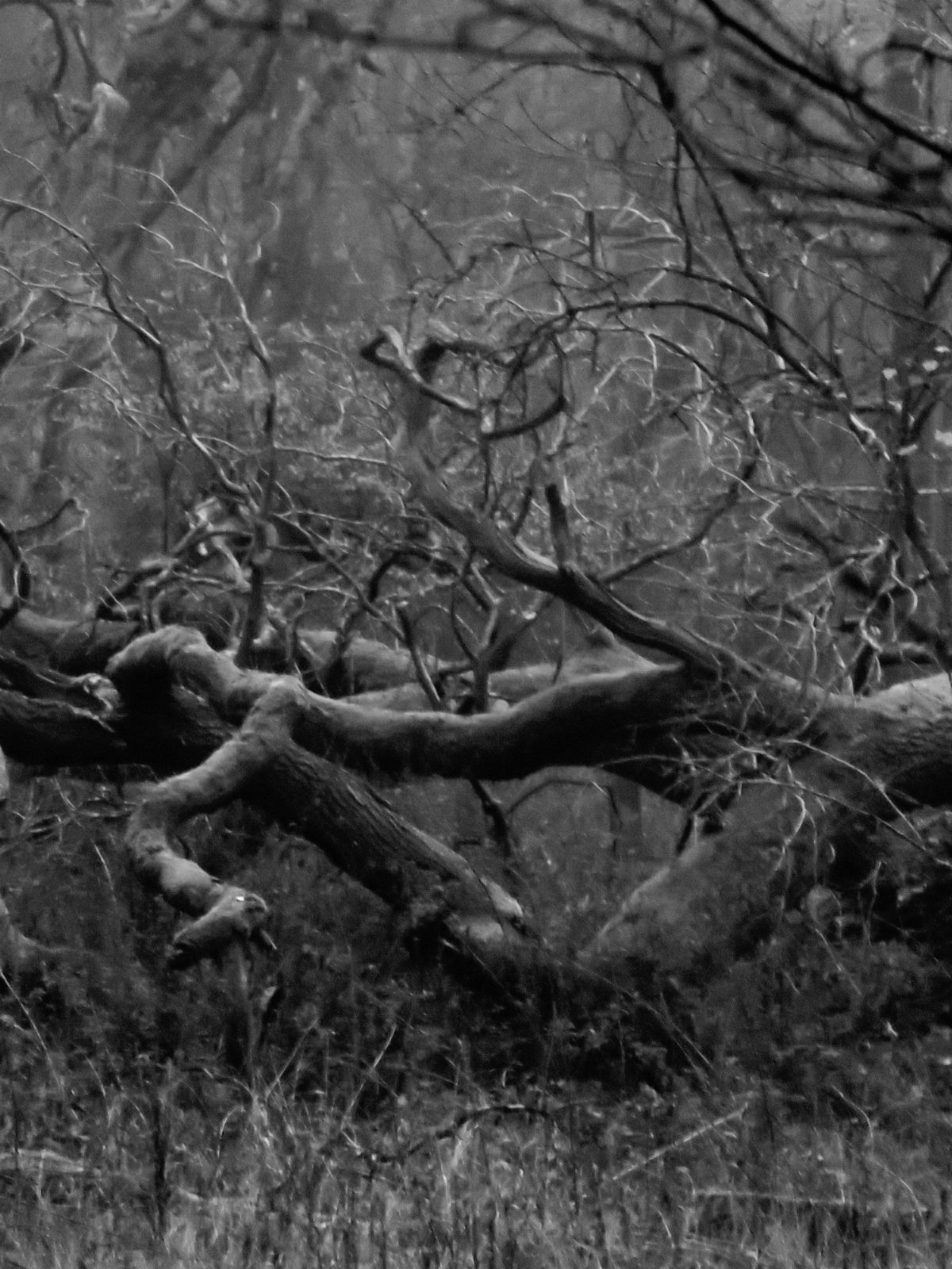 Tues 01/12/20 Winter Comes