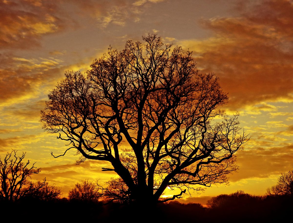 Sun 06/12/20 Cold walking